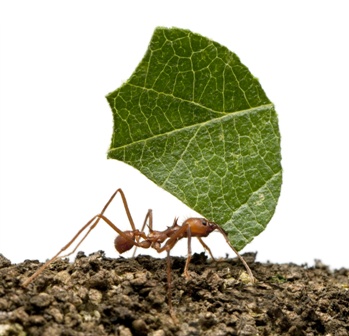 Self-Centered Ants